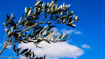 Domenica delle Palme al Sacro Cuore