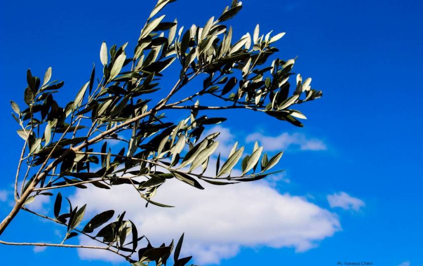 Domenica delle Palme al Sacro Cuore